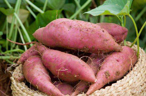 红薯粉条加工设备厂家教你如何育壮苗 红薯粉条加工设备厂家教你如何育壮苗