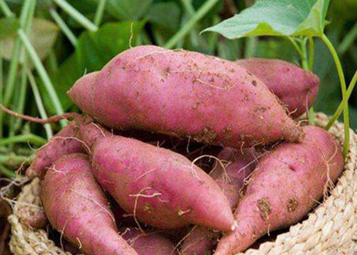 sthpzx给您科普夏季红薯的栽种注意事项 sthpzx给您科普夏季红薯的栽种注意事项