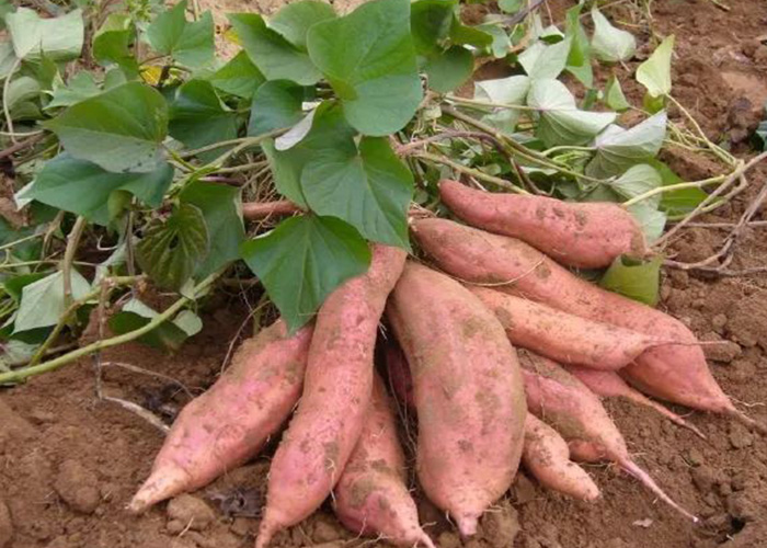 多吃甘薯对健康有多好?这些益处你该知道 多吃甘薯对健康有多好?这些益处你该知道